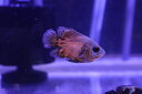 【お買い物マラソン-ポイント最大46.5倍-(~3/27)】【淡水魚】【通販】ショートボディ レッドオスカー【1匹 サンプル画像】(±7-10cm)(大型魚)(生体)(熱帯魚)NKO
