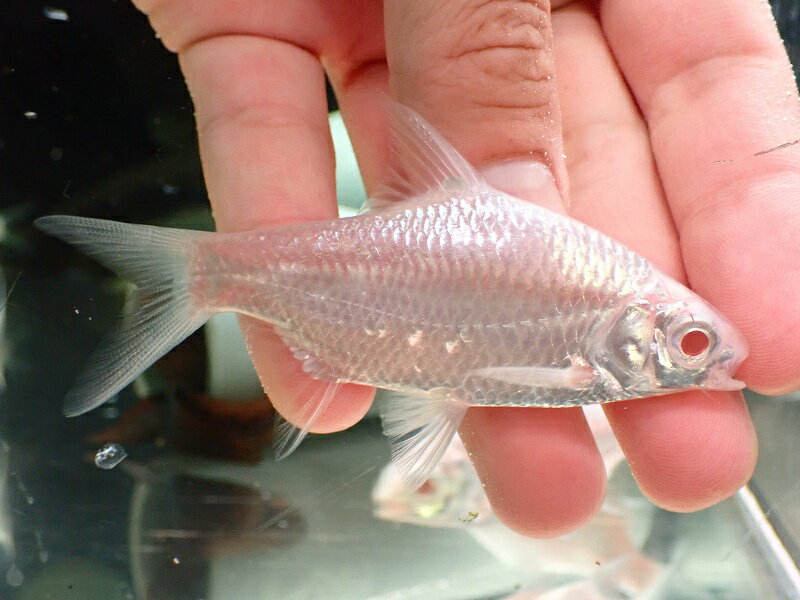 【淡水魚】【通販】大特価 プラチナ レッドフィンバルブ【1匹 サンプル画像】(±6-8cm)（大型魚）（生体）（熱帯魚）NKO