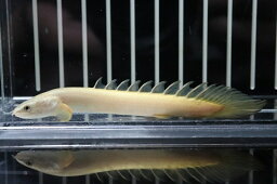 【淡水魚】大特価 白強め ポリプテルス ゴールデンセネガルス【1匹 サンプル画像】(±7-10cm)（生体）(大型魚)（熱帯魚）NKO