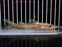 【淡水魚】【通販】新種 激レア ハイブリッド レッドテールシャベルノーズキャット【1匹 サンプル画像】(±10-13cm(生体)(熱帯魚)NKO(4)