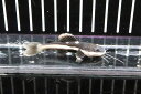 【お買い物マラソン-ポイント最大46.5倍-(~3/27)】【淡水魚】【通販】レッドテールキャット【1匹 サンプル画像】(±4-6cm)(大型魚)(生体)(淡水)NKO