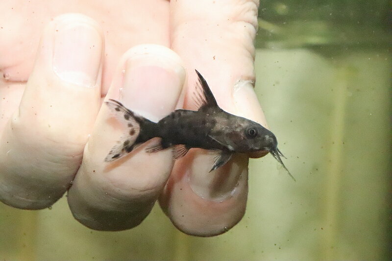 【お買い物マラソン-ポイント最大46.5倍-(~3/27)】【淡水魚】ハイブリッド シノドンティス メンブラ×ペトリコーラ【1匹 サンプル画像】(±3-4cm)(大型魚)(生体)(淡水)NKOのサムネイル