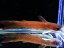 【淡水魚】レア種 スターダストタティア リオタパジョス産 ワイルド【1匹 サンプル画像】(±5-6cm)（ナマズ）（生体）（熱帯魚）NK