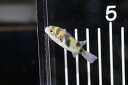 【淡水魚】【通販】南米淡水フグ ペルー産 ワイルド【1匹 サンプル画像】(フグ)(生体)(熱帯魚)