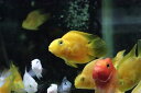 【淡水魚】イエローパロット【1匹 サンプル画像】(±6-7cm)(大型魚)(生体)(淡水)NKO