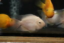 【淡水魚】【通販】大きい バルーンホワイトメタリックブルーパロット【1匹 サンプル画像】(±7cm)(大型魚)(生体)(熱帯魚)NKO(4)