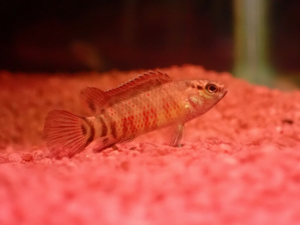 【淡水魚】【通販】レア種 フレームドットバジス【1匹 サンプル画像】(生体)(熱帯魚)NK