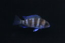 【淡水魚】お取り寄せ フロントーサ【1匹】(生体)【シクリッド】(熱帯魚)NKO