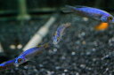 【淡水魚】お取り寄せ アーリー【1匹】(生体)【シクリッド】(熱帯魚)NKO