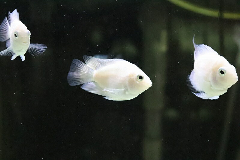 【淡水魚】バルーンホワイトメタリックブルーパロット【1匹 サンプル画像】(±2-5cm)(大型魚)(生体)(熱帯魚)NKO