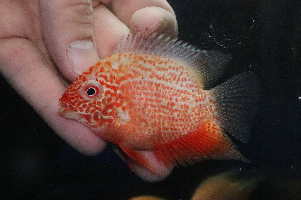 特価 レッドスポットゴールデンセベラム(±5-6cm)(大型魚)(生体)(淡水)NKO