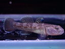 【お買い物マラソン-ポイント最大46.5倍-(~3/27)】【淡水魚】リノゴビウス ルブロマキュラータス【1匹 サンプル画像】(ハゼ)(生体)(熱帯魚)NK(4)