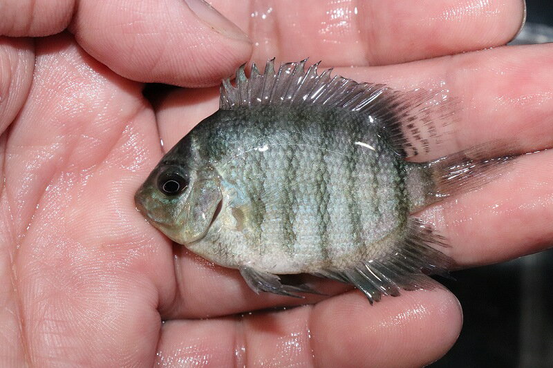 激安 美種 ヘロスsp レッドネックセベラム(±6-7cm)(大型魚)(生体)(熱帯魚)NKO