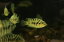 【淡水魚】爆安 コンビクトシクリッド【1匹 サンプル画像】(±3-5cm)（大型魚）（生体）（熱帯魚）NKO