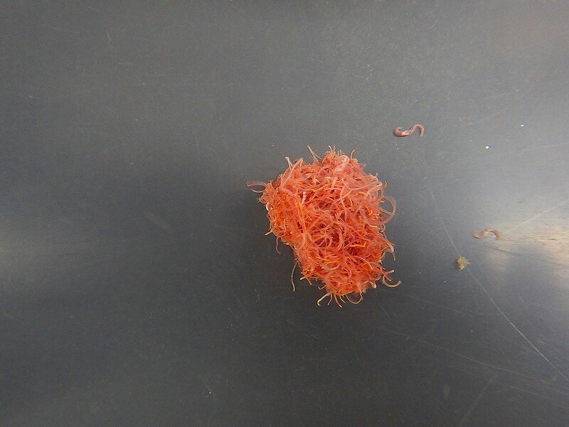 【淡水魚】【通販】冷蔵便 イトメ イトミミズ 生き餌【100g】(生き餌)(生体)(熱帯魚)NK