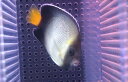 【海水魚・ヤッコ】クロシテンヤッコ (MLサイズ）(1匹)±9-11cm(サンプル画像）（生体）(海水魚)（サンゴ）