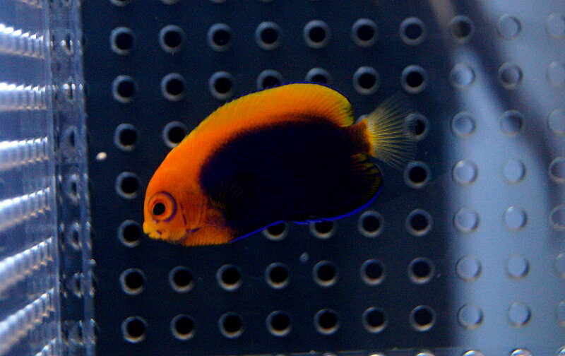 【海水魚・ヤッコ】アフリカンフレームバックエンゼル（S-SMサイズ）(1匹)±4-6cm　(サンプル画像）（生..