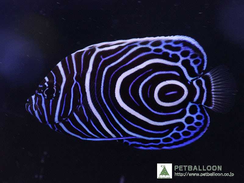 【海水魚】ウズマキ SMサイズ 1匹 ±5-6cm サンプル画像 生体 海水魚 サンゴ 