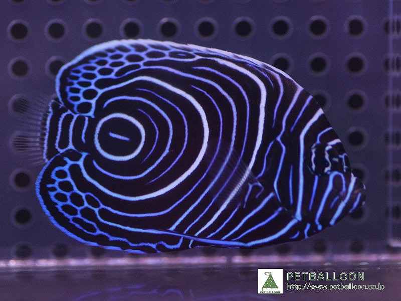 楽天市場】タテジマキンチャクダイ（熱帯魚・アクアリウム｜ペット