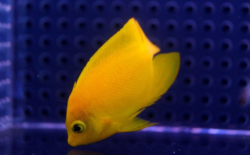 【海水魚】ヘラルドヤッコ(1匹)5-6cm前後(サンプル画像）（生体）(海水魚)（サンゴ）