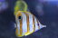 【海水魚・チョウチョウウオ】チェルモン（XSサイズ）(1匹)±3-4cm(サンプル画像）（生体）(海水魚)（サンゴ）