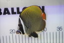 【海水魚・チョウチョウウオ】コラリス（MLサイズ)(1匹)±10-12cm (サンプル画像）（生体）(海水魚)