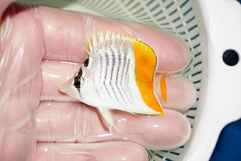 Tropical Fishes - 【海水魚・チョウチョウウオ】可愛いサイズ♪マダガスカルバタフライ（S〜SMサイズ)【1匹】（±4-5cm）（サンプル画像）（生体）(海水魚)