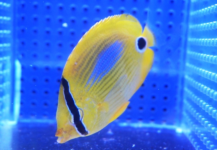 【海水魚・チョウチョウウオ】スミツキトノサマダイ【1匹】（±5-7cm） (サンプル画像）（生体）(海水魚)のサムネイル