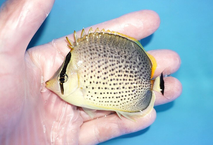 乐天商城 - 【海水魚・チョウチョウウオ】【通販】スポッテッドバタフライ（SMーMサイズ）（1匹）（±7-8cm） （サンプル画像）（生体）(海水魚)