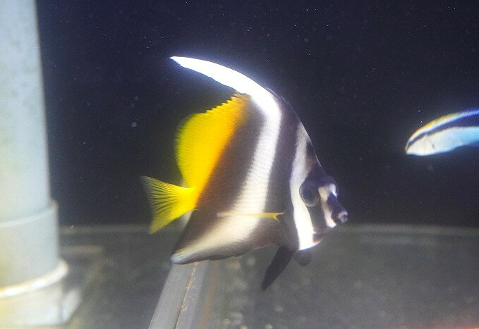 Rakuten - 【海水魚・チョウチョウウオ】【通販】シマハタタテダイ（Mサイズ）（1匹）（±7-8cm）（サンプル画像）（生体）(海水魚)