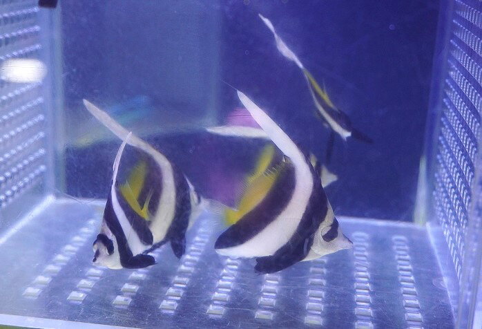 【海水魚・チョウチョウウオ】【通販】ハタタテダイ（Sサイズ）（1匹）（±4-5cm）（サンプル画像）（生体）(海水魚)