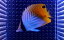 【海水魚】トゲチョウチョウウオ(S-SMサイズ）(1匹)±4-6cm(サンプル画像）（生体）(海水魚)（サンゴ）
