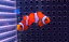 【海水魚】カクレクマノミ Sサイズ(1匹)3-5cm前後(サンプル画像）（生体）(海水魚)（サンゴ）
