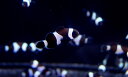 【海水魚】ブラックオセラリス (1匹)±3cm前後(サンプル画像）（生体）(海水魚)（サンゴ）