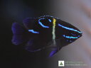 【海水魚】デビルダムセル(1匹)±3-6cm(サンプル画像)(生体)(海水魚)(サンゴ)