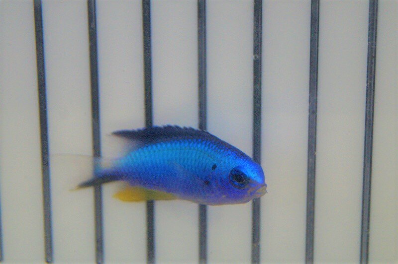 【海水魚・スズメダイ】アレンズダムセル(1匹)±4-5cm(サンプル画像）（生体）(海水魚)（サンゴ）