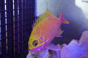 【海水魚・ハナダイ】バラハナダイ　（学名　Odontanthias katayamai）(1匹)±10-13cm (サンプル画像）（生体）(海水魚)