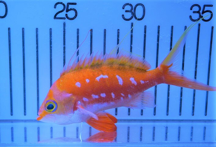 【海水魚・ハナダイ】サクラダイ（Mサイズ）【3匹セット】（±10-12cm）（サンプル画像）（生体）(海水魚)（サンゴ）のサムネイル