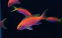 【海水魚】レスプレンデントアンティアス (5匹)±4-6cm (サンプル画像)(生体)(海水魚)(サンゴ)