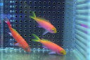 【海水魚】レスプレンデントアンティアス （ハーレムセット）±4-6cm　(サンプル画像）（生体）(海水魚)（サンゴ）