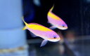 【海水魚】カーベリーアンティアス(イエローバック)(1匹)±4-6cm　(サンプル画像）（生体）(海水魚)（サンゴ）