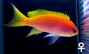 【海水魚】スクリブルドアンティアス(♀)(1匹)±6-9cm前後(サンプル画像)(生体)(海水魚)(サンゴ)