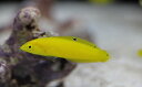 【海水魚・ベラ】コガネキュウセン(1匹)±4-6cm(サンプル画像)(生体)(海水魚)(サンゴ)