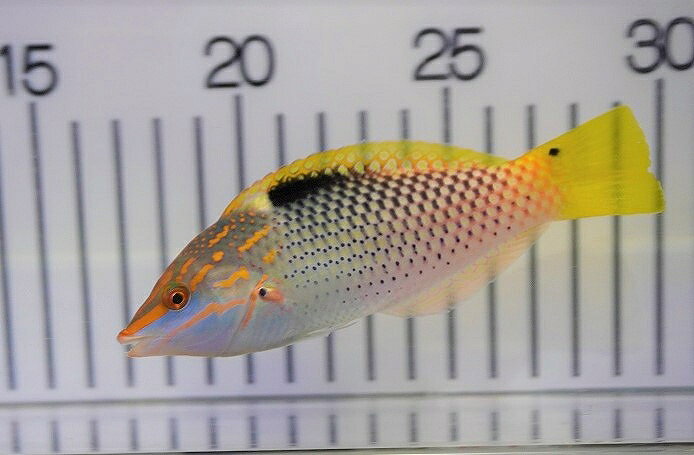 【海水魚・ベラ】トカラベラ（Mサイズ）（1匹）（±10-12cm）（サンプル画像）（生体）(海水魚)