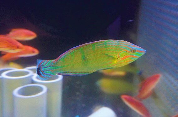 Wrasse - 【海水魚・ベラ】極美♪カザリキュウセン【1匹】（±7-10cm）（サンプル画像）（生体）(海水魚)