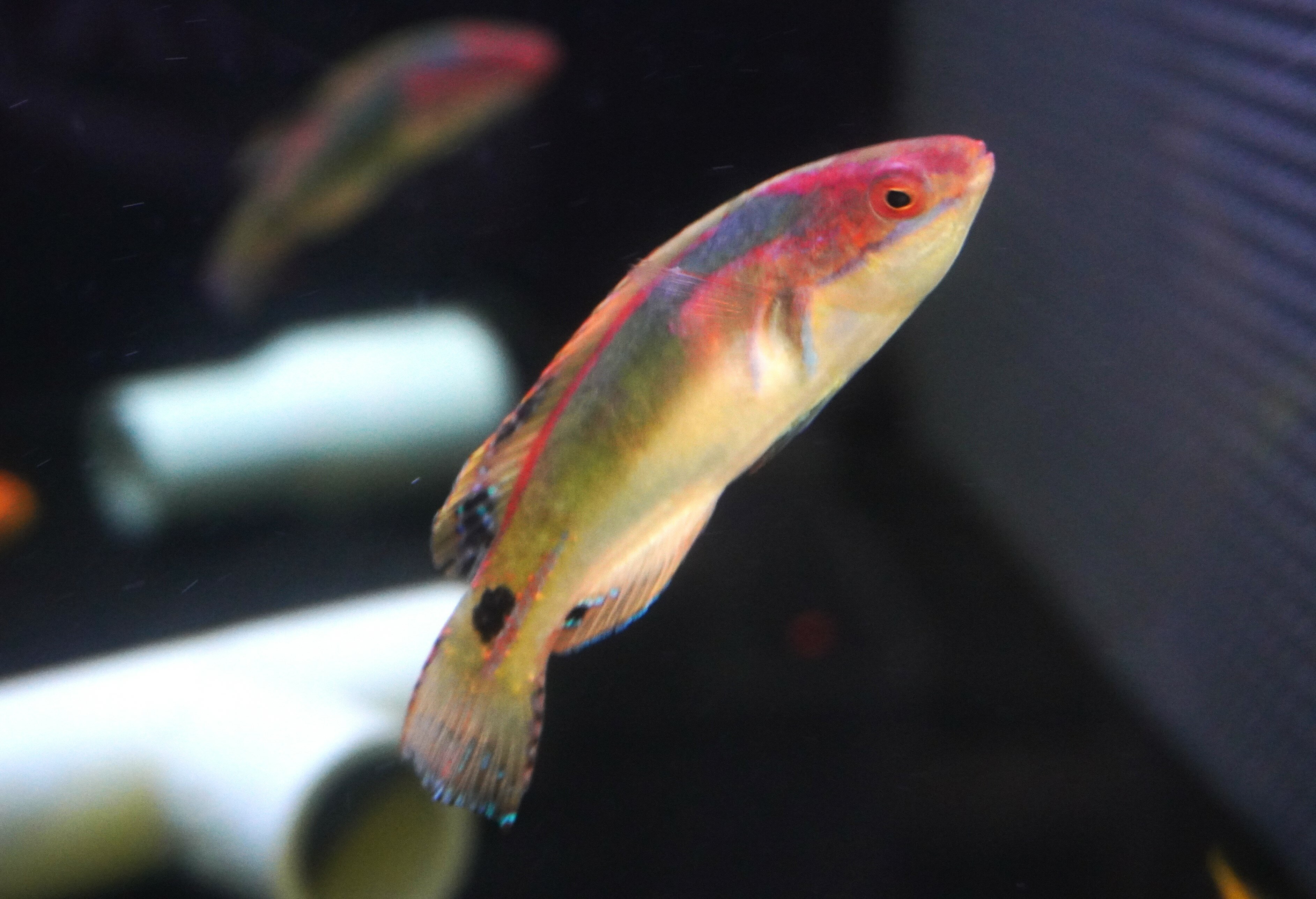 【海水魚・ベラ】極美 エクスクイジットラスsp.【1匹】 ±5-7cm サンプル画像 生体 海水魚 