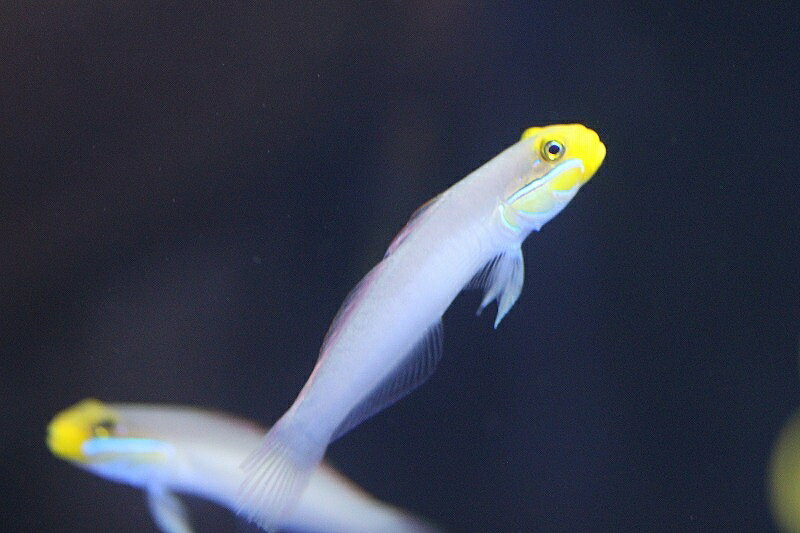 【海水魚】アカハチハゼ（2匹）±6-8cm(サンプル画像）（生体）(海水魚)（サンゴ）のサムネイル