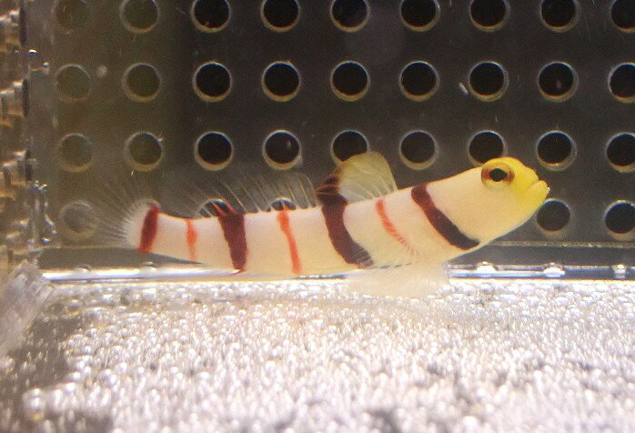 【海水魚】ドラクラシュリンプゴビー(1匹)(サンプル画像）（生体）(海水魚)（サンゴ）