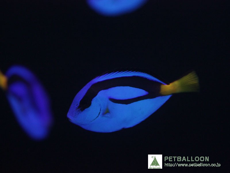 【海水魚・ハギ】ナンヨウハギ (SMサイズ）（3匹セット）40-45mm前後 (サンプル画像）（生体）(海水魚)（サンゴ）