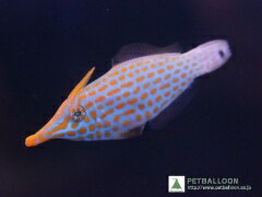 【海水魚】テングカワハギ(1匹)(サンプル画像）（生体）(海水魚)（サンゴ）のサムネイル